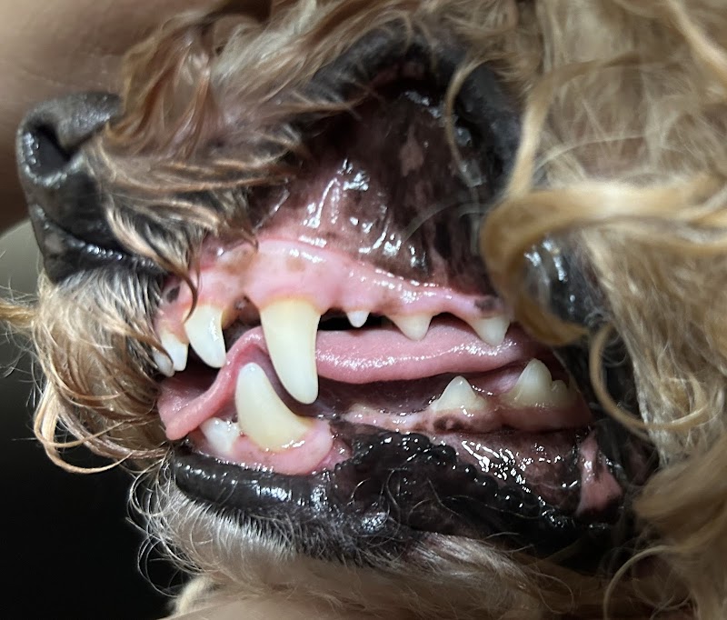Worth Street Veterinary Center