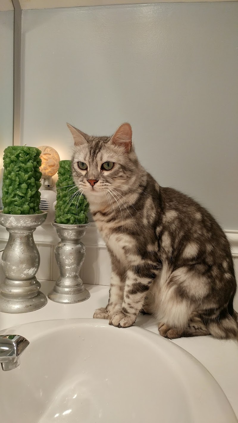 Worth Street Veterinary Center