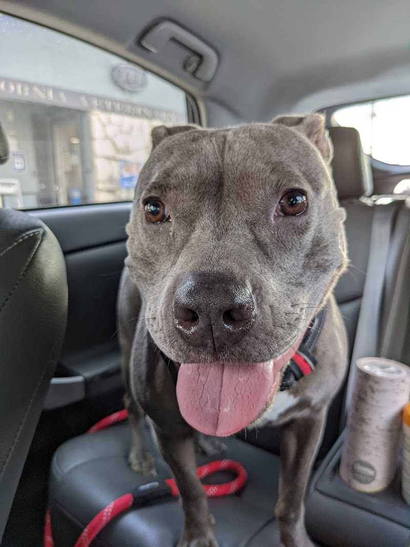 California Veterinary Hospital