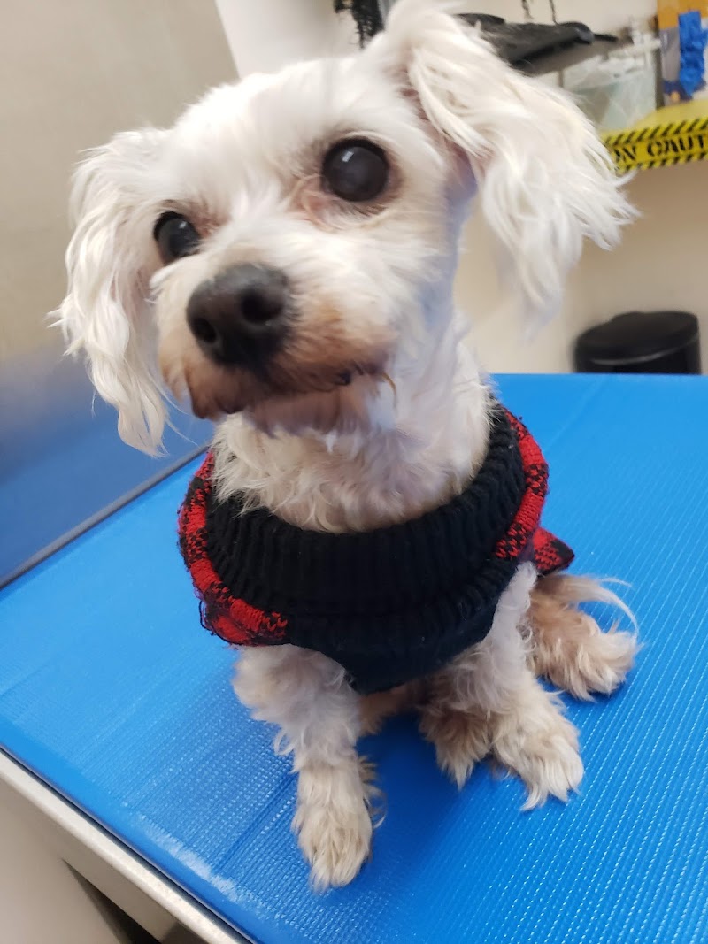 California Veterinary Hospital
