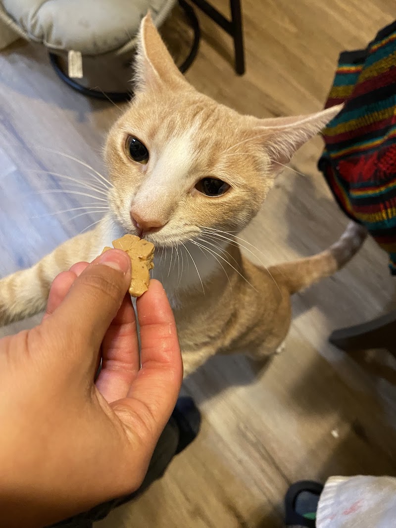 Silicon Valley Pet Clinic