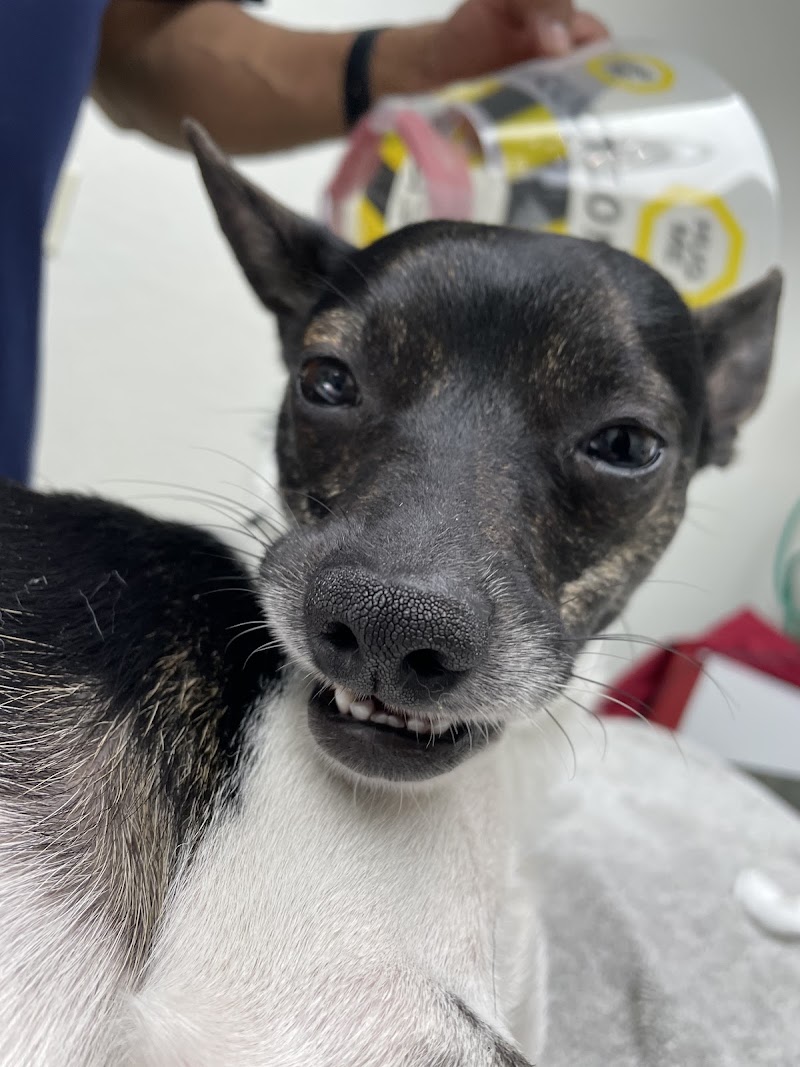 Silicon Valley Pet Clinic