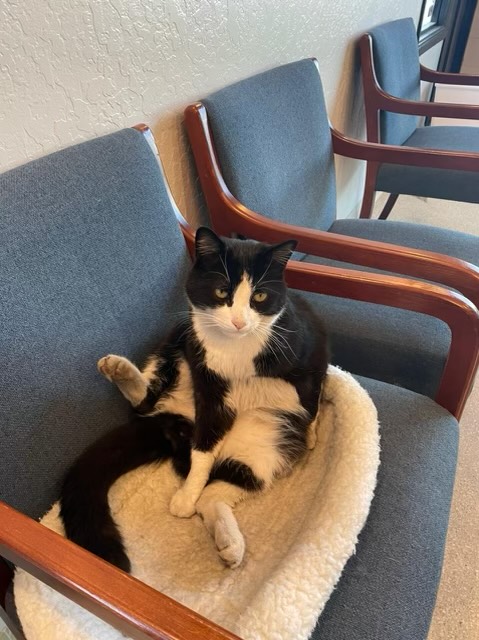Silicon Valley Pet Clinic