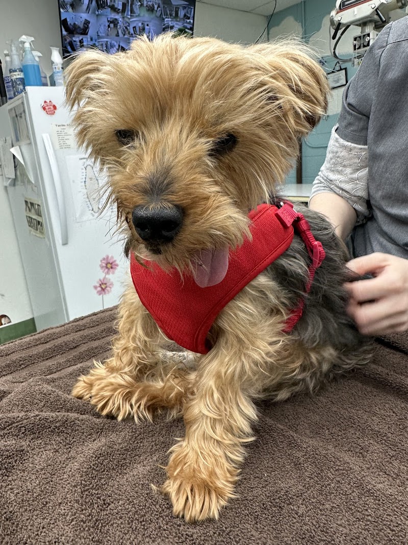 Silicon Valley Pet Clinic