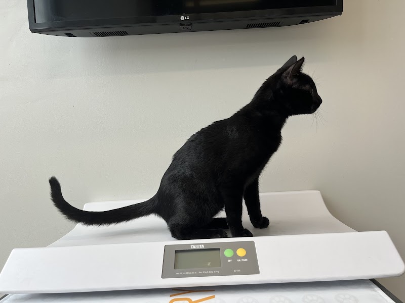 Boston Veterinary Clinic