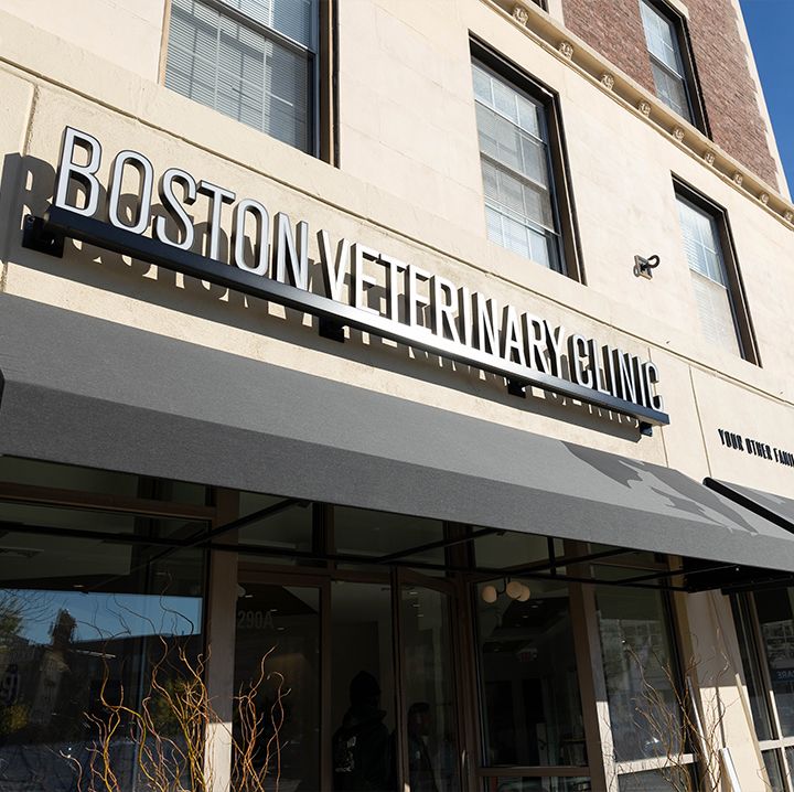 Boston Veterinary Clinic