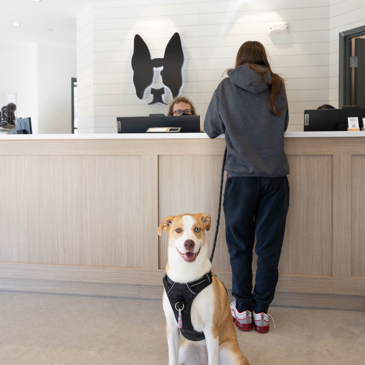 Boston Veterinary Clinic