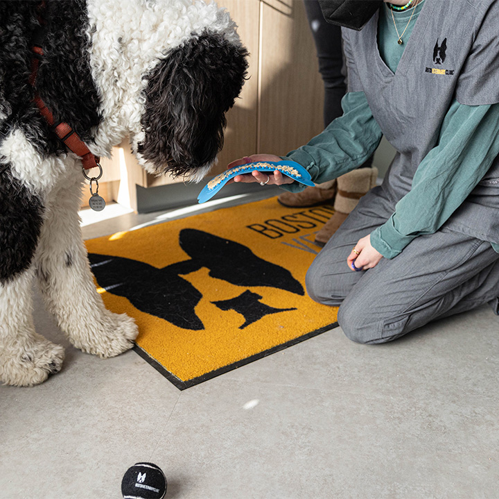 Boston Veterinary Clinic