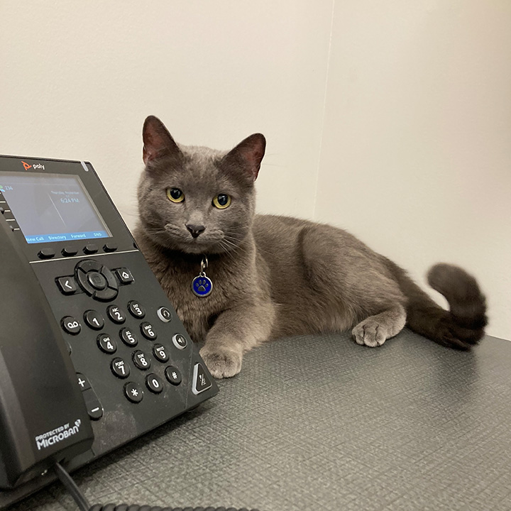 Boston Veterinary Clinic