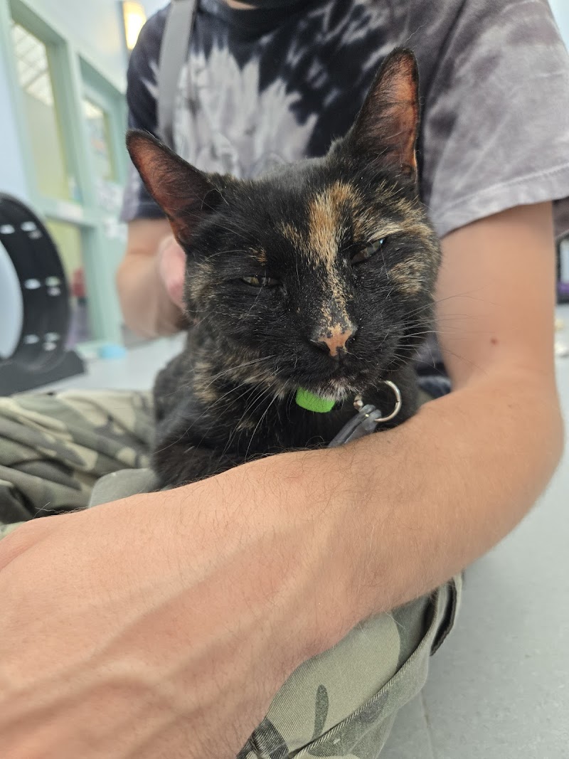 For the Love of Cats Veterinary Clinic