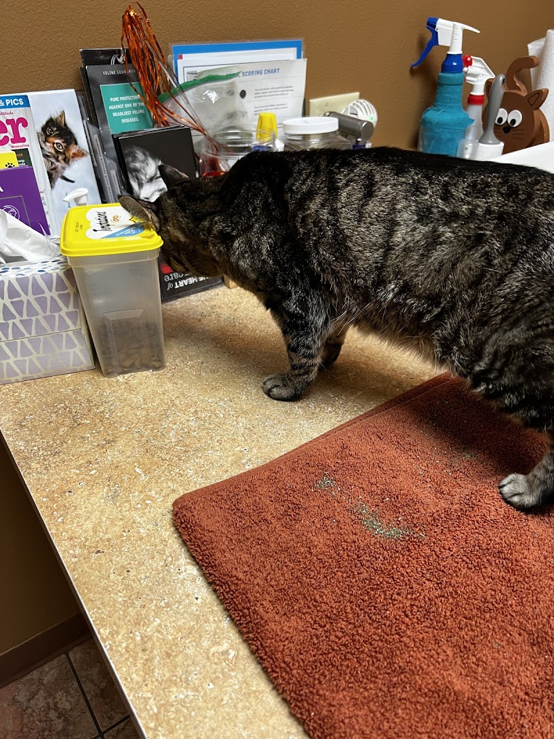 For the Love of Cats Veterinary Clinic - Loveland