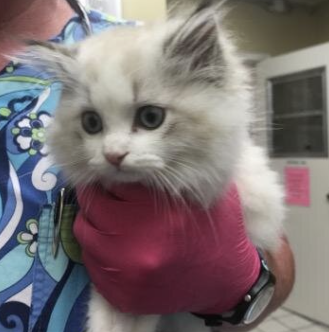 Penasquitos Pet Clinic