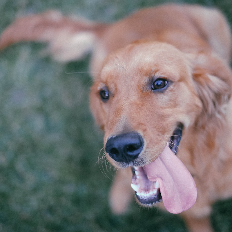 Penasquitos Pet Clinic