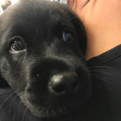 Penasquitos Pet Clinic