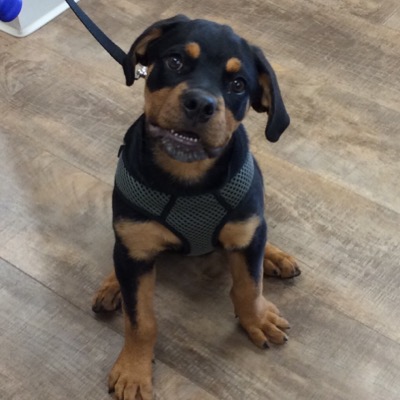 VCA Chicago North Animal Hospital