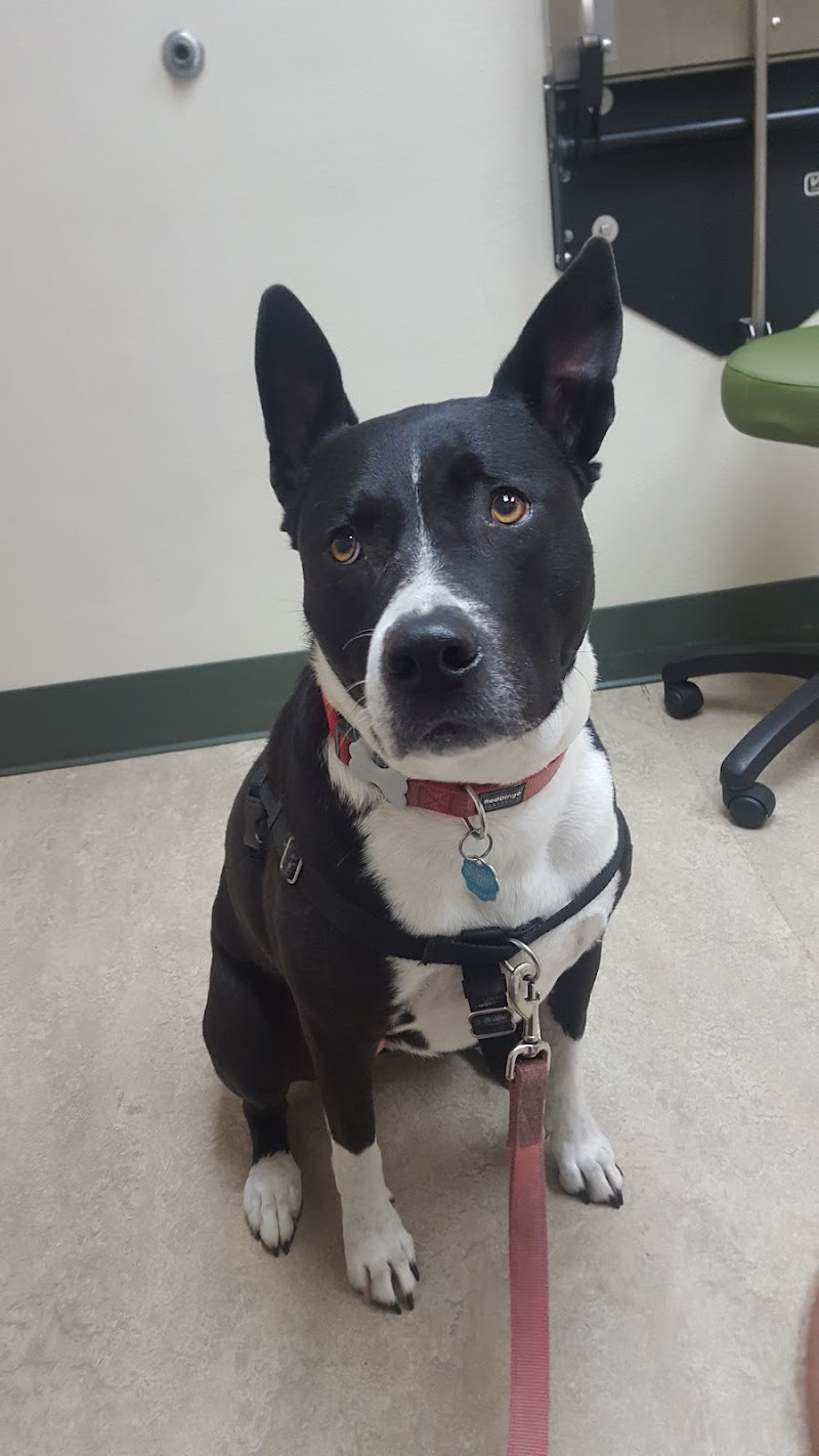 VCA Bay Area Animal Hospital