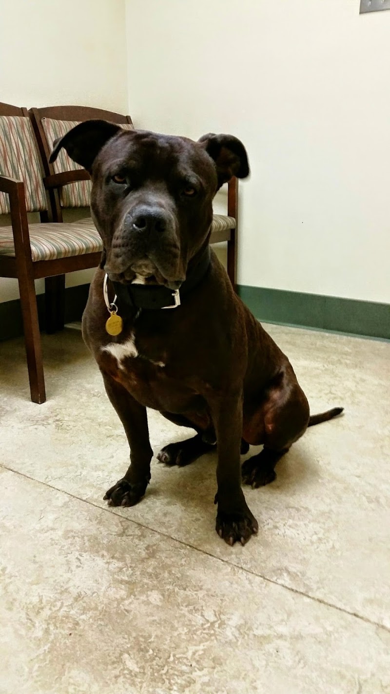VCA Bay Area Animal Hospital