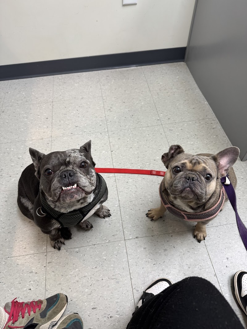 Westside Village Animal Hospital