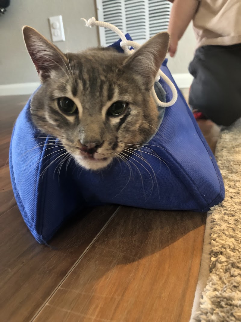 Apex Veterinary Specialists - Dentistry