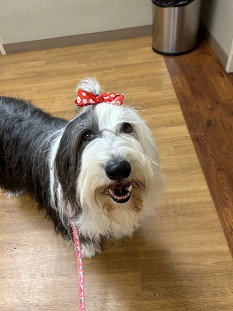 Apex Veterinary Specialists - Dentistry