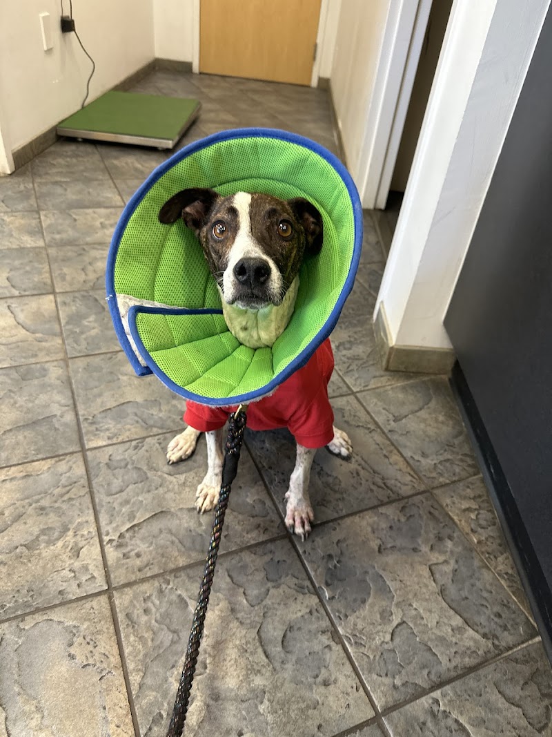 Apex Veterinary Specialists - Dentistry
