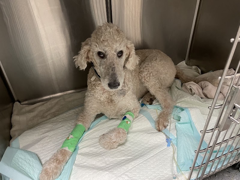 Airport Freeway Animal Emergency Hospital