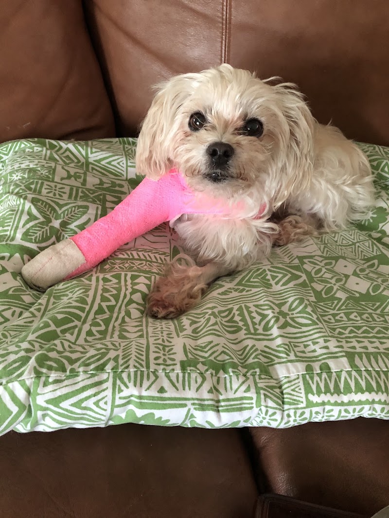 MedVet Houston Bay Area