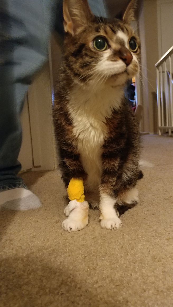 MedVet Houston Bay Area