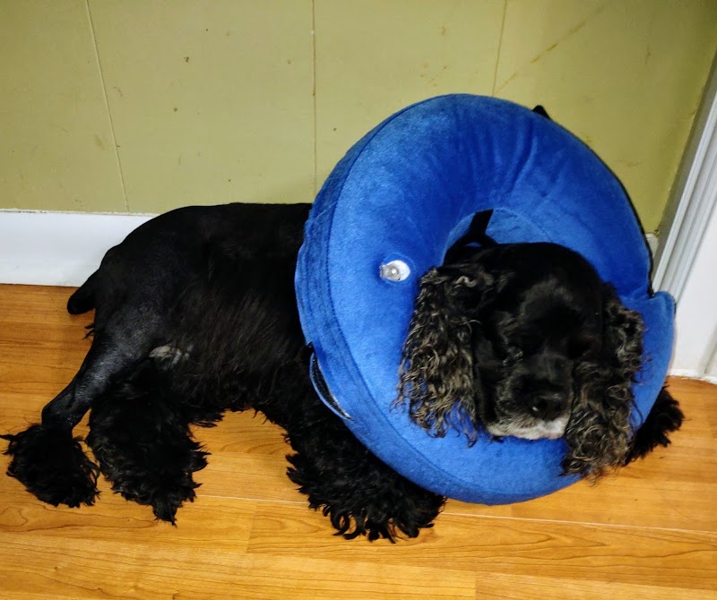 MedVet Houston Bay Area