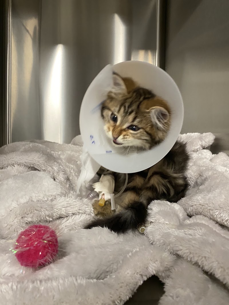 Veterinary Emergency Group