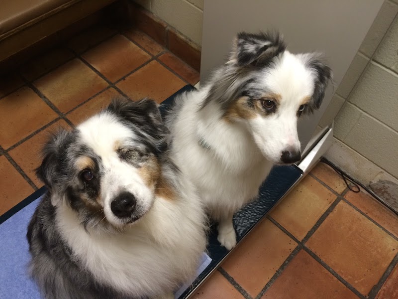 Gulf Coast Animal Eye Clinic