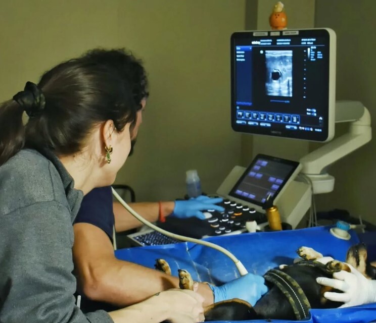 Veterinària del Mar veterinary hospital