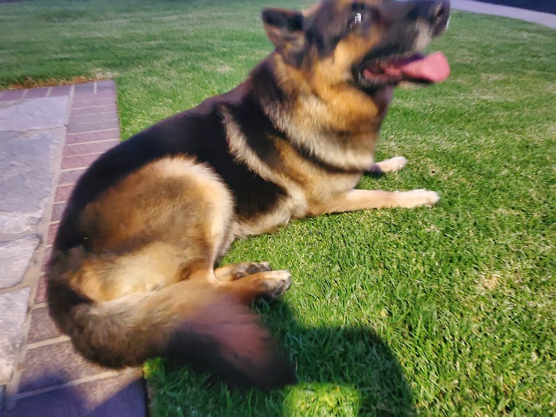 Long Beach Animal Emergency
