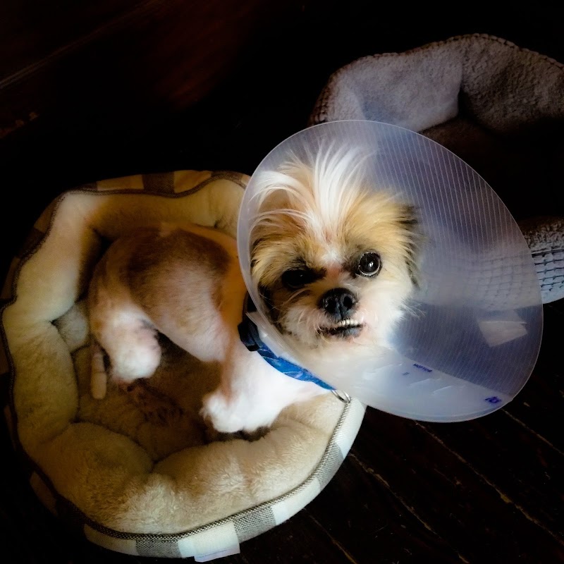 Animal Clinic of Plainview