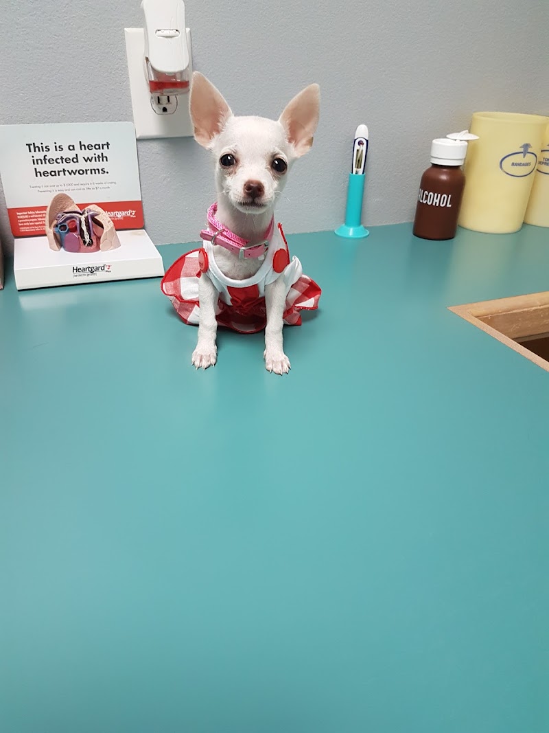 Animal Clinic of Plainview - Plainview