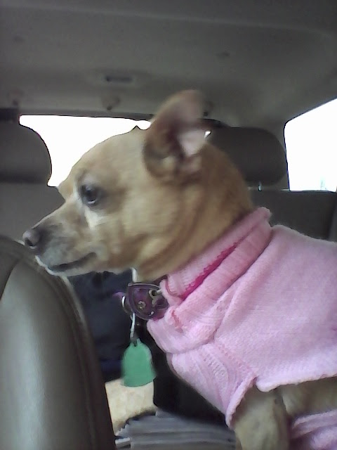 Animal Clinic of Plainview