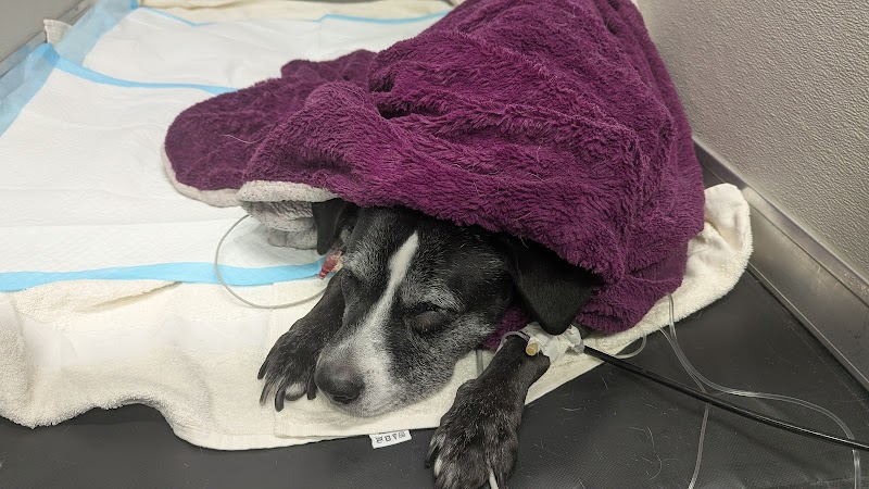 Veterinary Emergency Group