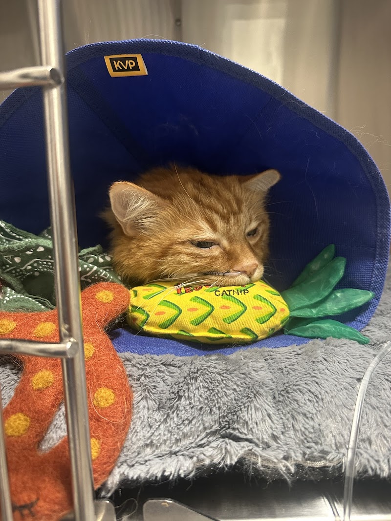 Veterinary Emergency Group