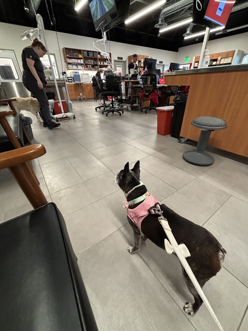 Veterinary Emergency Group