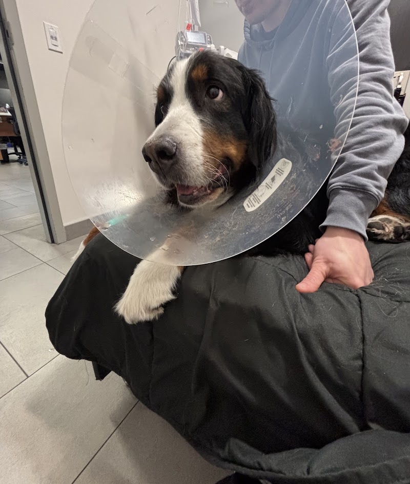 Veterinary Emergency Group