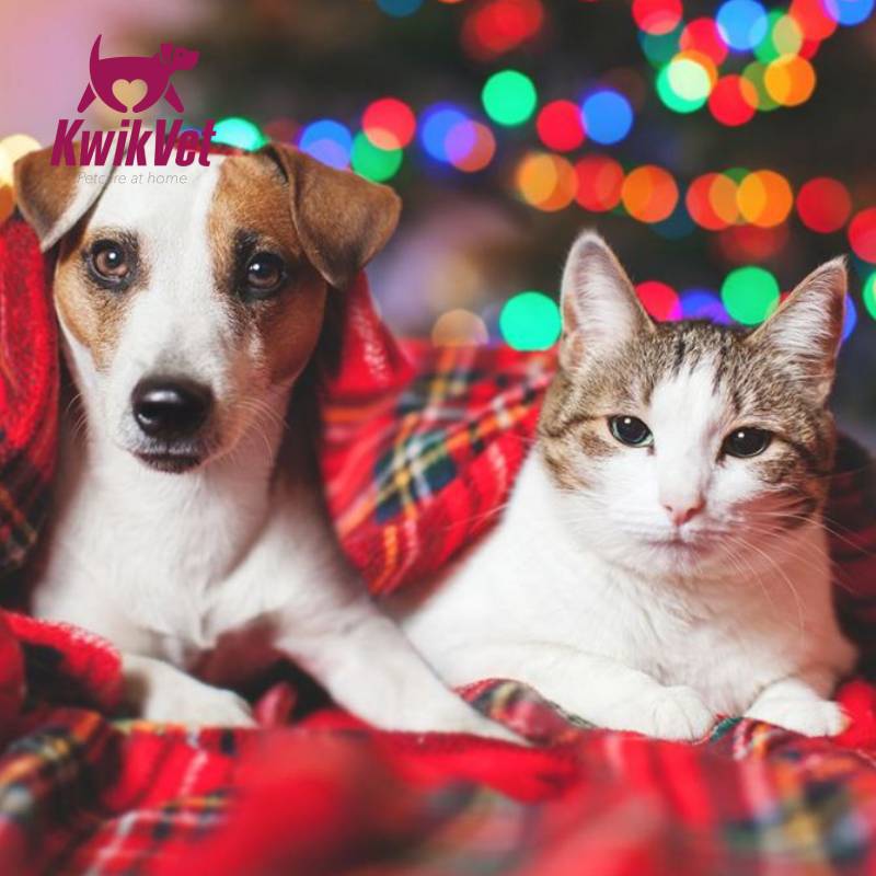 KwikVet - 24 hour veterinarians