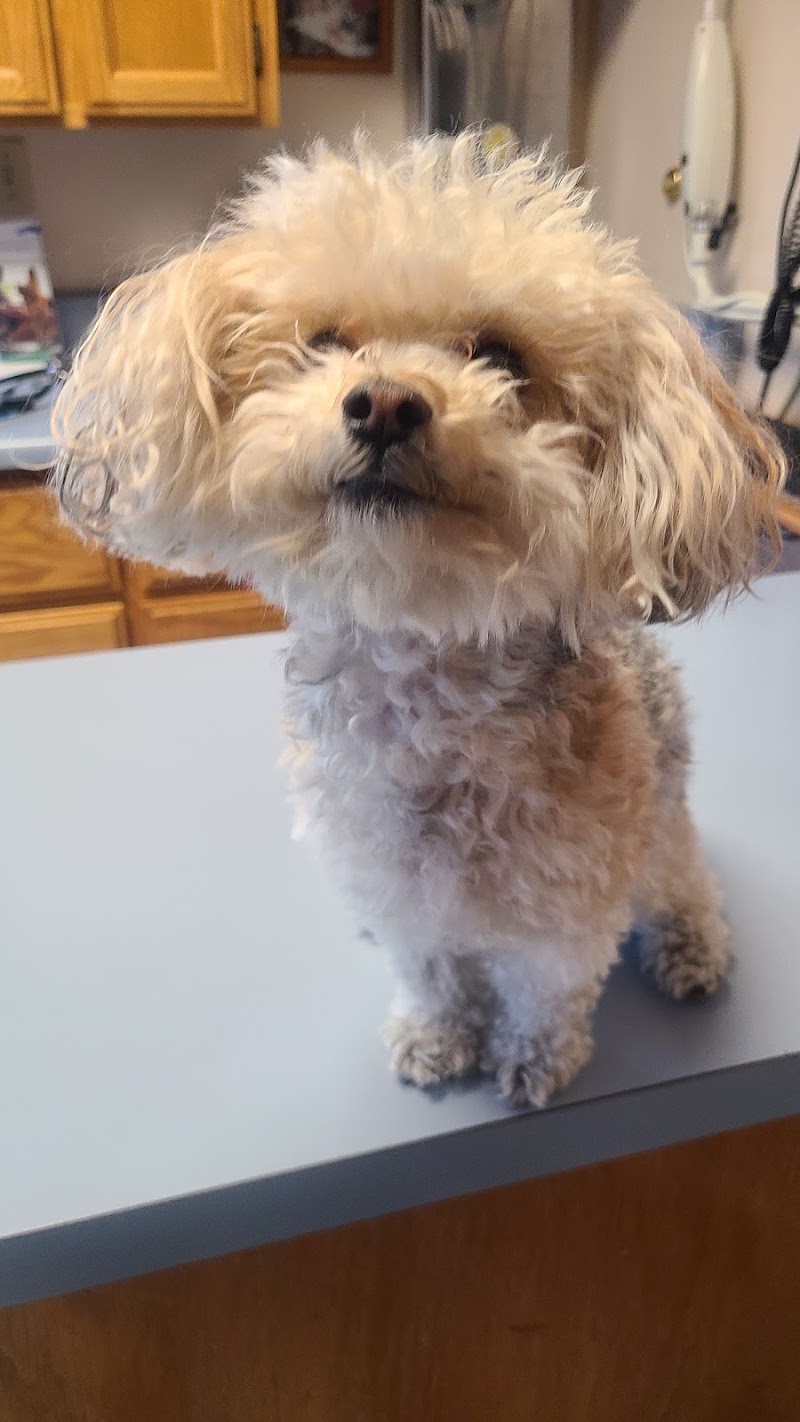 Santa Clara Pet Hospital