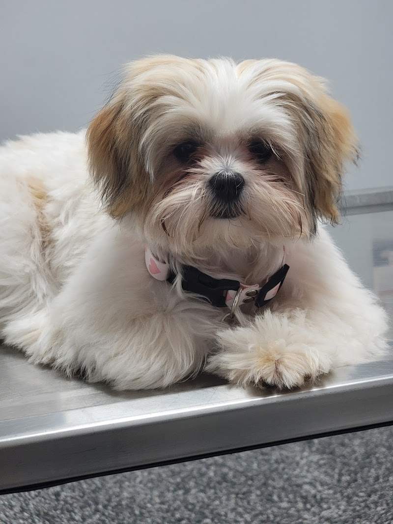 Pet Cure Veterinary Center