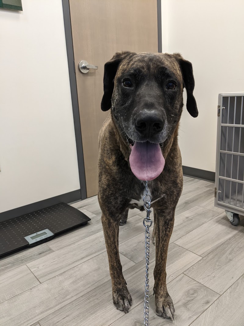 Northfield Veterinary Hospital - Denver