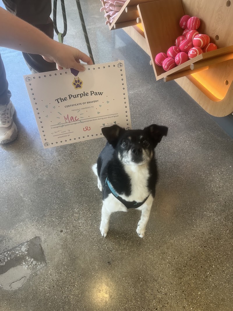 Sploot Veterinary Care - Roscoe Village