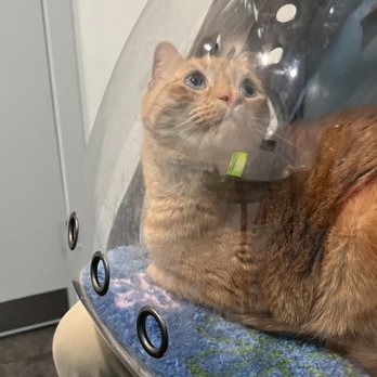 Urban Pet Hospital