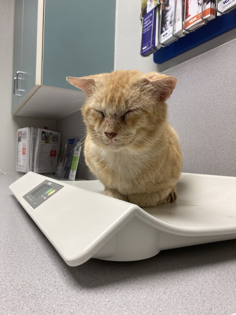 VCA Jones Road Animal Hospital
