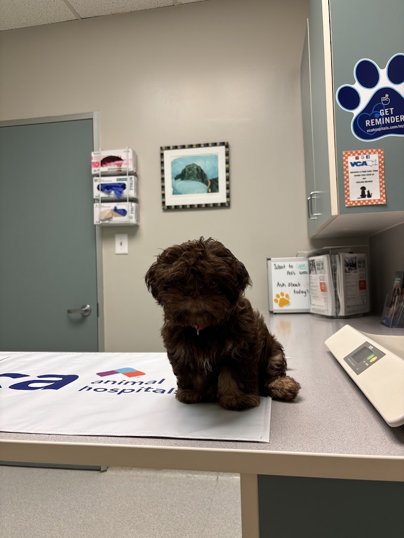 VCA Jones Road Animal Hospital
