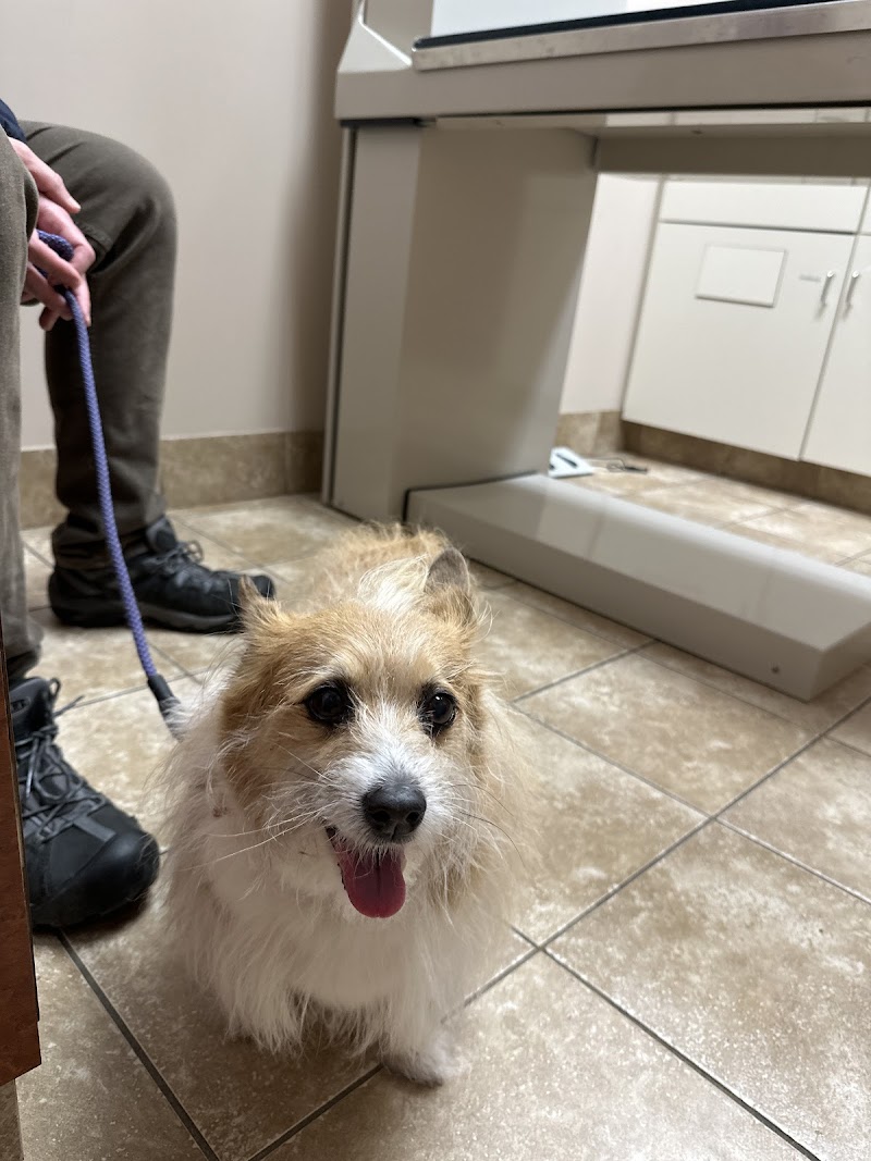 Uptown Animal Hospital