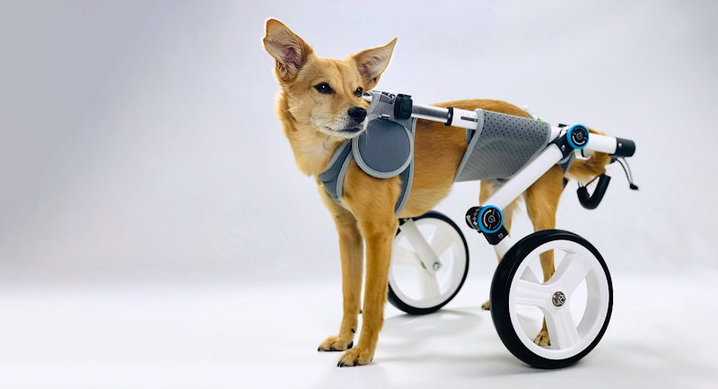 Animal Ortho Care